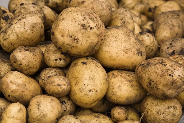Fresh dug out potatoes — Stock Photo, Image
