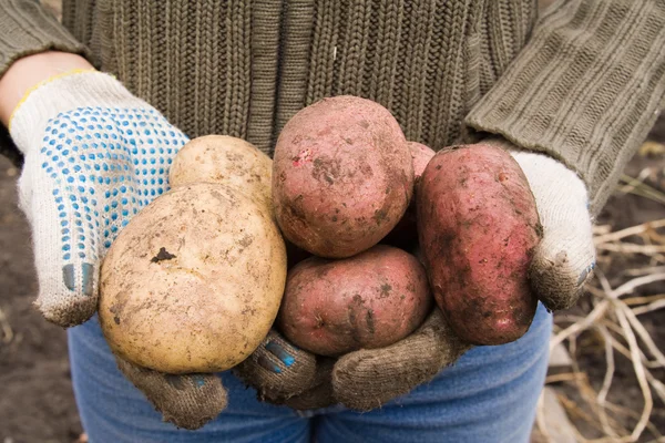 Czerwone i białe ziemniaki. maszyny zniwne — Zdjęcie stockowe