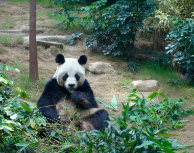 hong kong ocean Park'taki dev panda