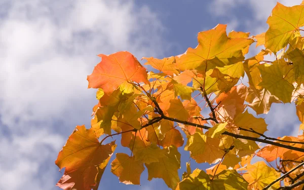 Žlutá Javorové listy na modrou oblohu s clo — Stock fotografie
