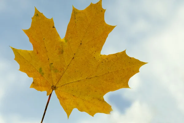 Yellow maple leaf on blue sky background — Stock Photo, Image