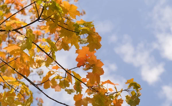 Žlutá Javorové listy na modré obloze poz — Stock fotografie