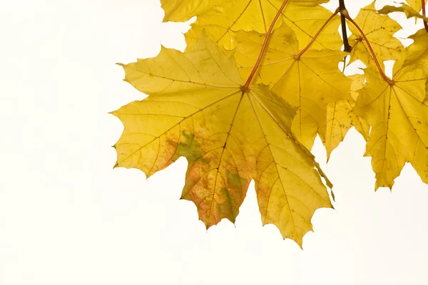 Yellow maple leaves on white backgroud — Stock Photo, Image