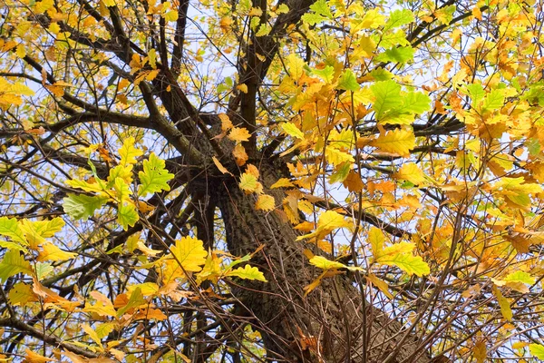 Autumnal oak under blue sky — Stock Photo, Image