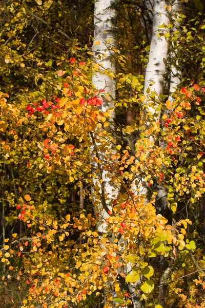 Berken in herfst bos — Stockfoto