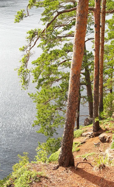 Pinetrees na jeziorem w lecie — Zdjęcie stockowe