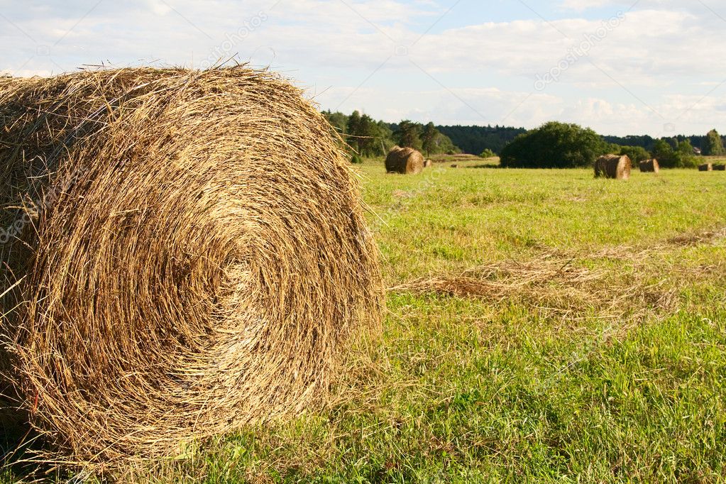 Closeup haystack on meadow