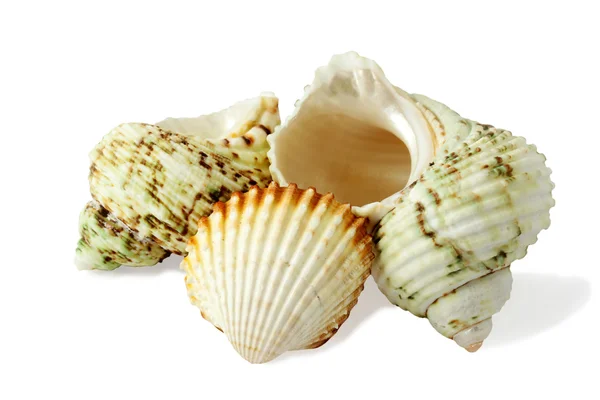 Three see shells