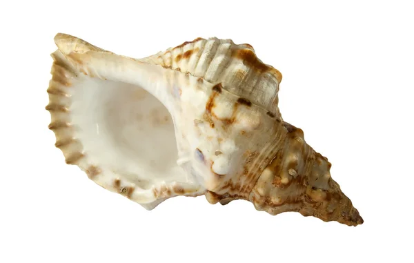 stock image Beautiful see shell