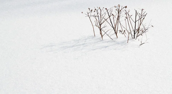 Planta seca na superfície da neve — Fotografia de Stock