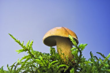 Moshroom in moss clipart