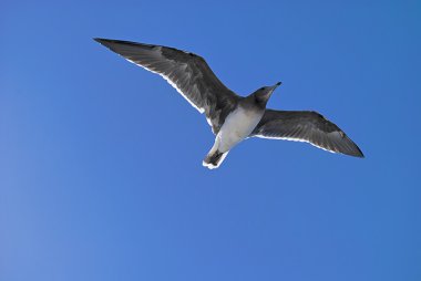 Seagull in blue sky clipart