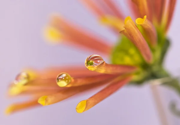 Flor com gotas de água — Fotografia de Stock