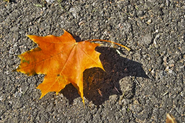 stock image Yellow leaf on ground