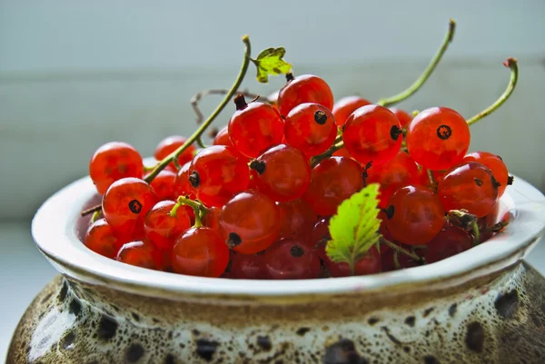 stock image Red currant in ceramic pot