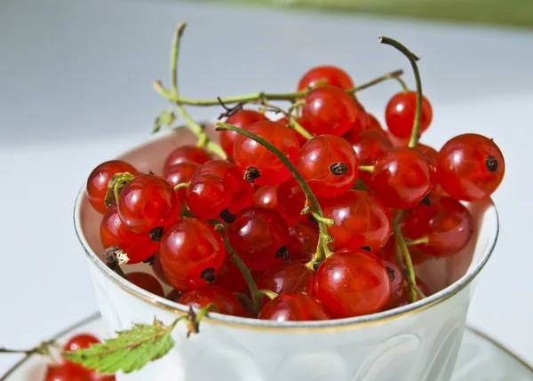 stock image Fresh red currant