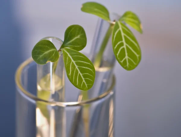 Leaf buds in test-tube — Stock Photo, Image