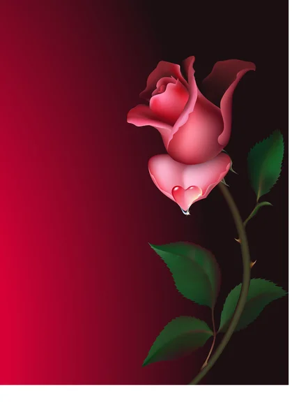Τριαντάφυλλο με καρδιά σχήμα σταγόνα νερό — Διανυσματικό Αρχείο