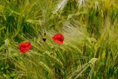 Poppy buğday