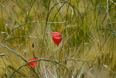 Poppy buğday