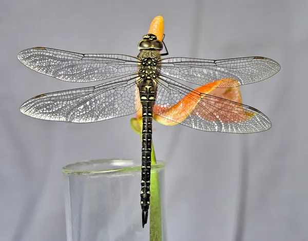 stock image Dragonfly