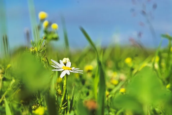 stock image Camomile in grass and blue sky with clou