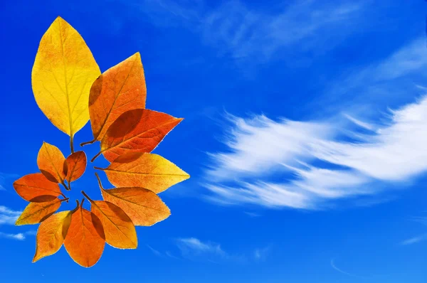 Belle couleur feuilles sur ciel bleu — Photo