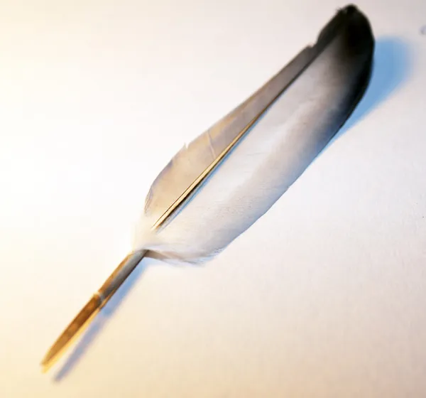 stock image Bird feather on white table