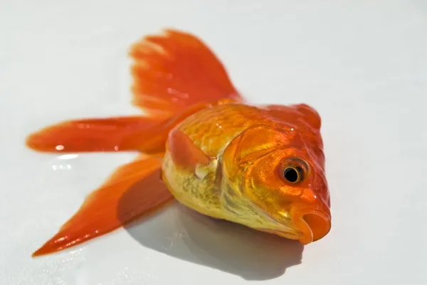 stock image Gold fish