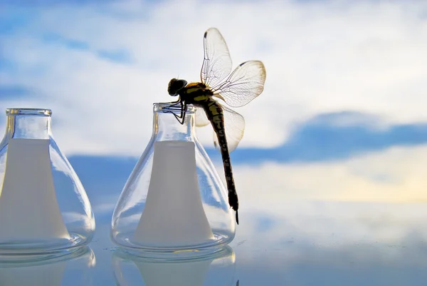 Dragonfly на ретарті — стокове фото