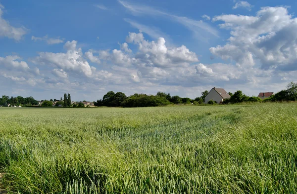 stock image Wheat field, village and sky