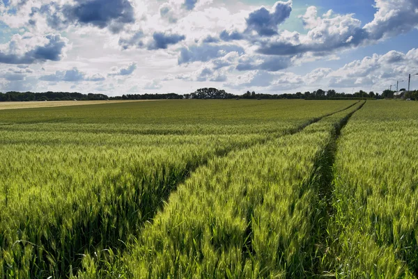Wheat green field and sky — Stock Photo, Image