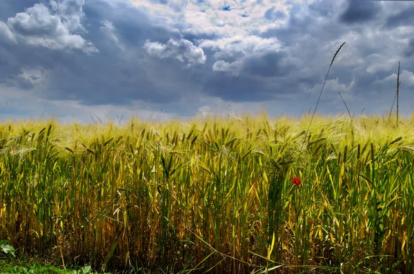 Wheat field and cloudy sky — Stock Photo, Image