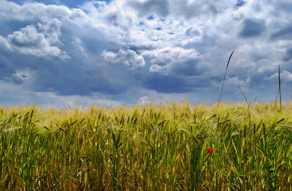Vetefält och molnig himmel — Stockfoto