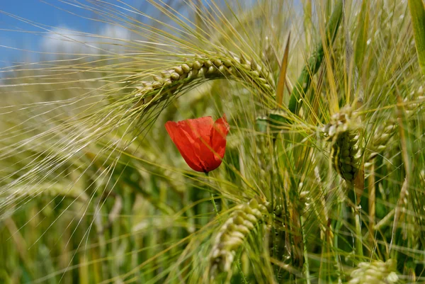 在小麦中的红罂粟 — 图库照片