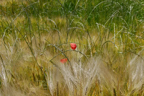在小麦中的红罂粟 — 图库照片