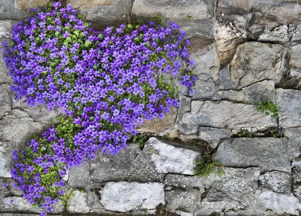 stock image Flowers on wall