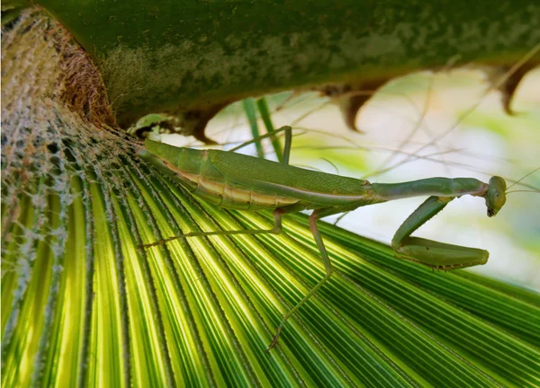 stock image Green mantis