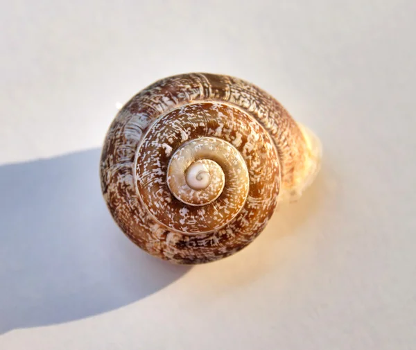 Snail-shell — Stock fotografie