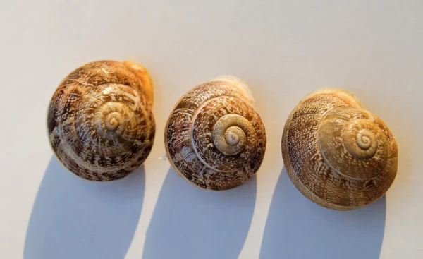 stock image Three snail-shells