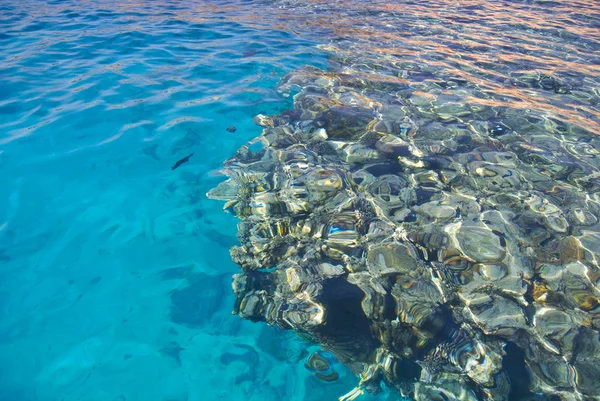 Arrecife en el Mar Rojo —  Fotos de Stock
