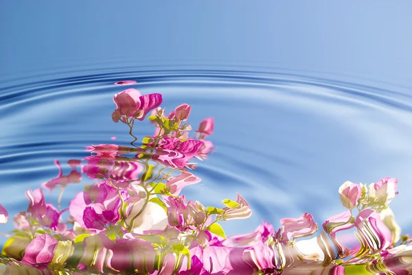Vatten ripples med blommor — Stockfoto