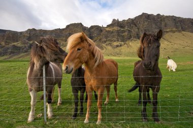 Group of icelandic horses clipart