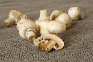 Table mushrooms clipart