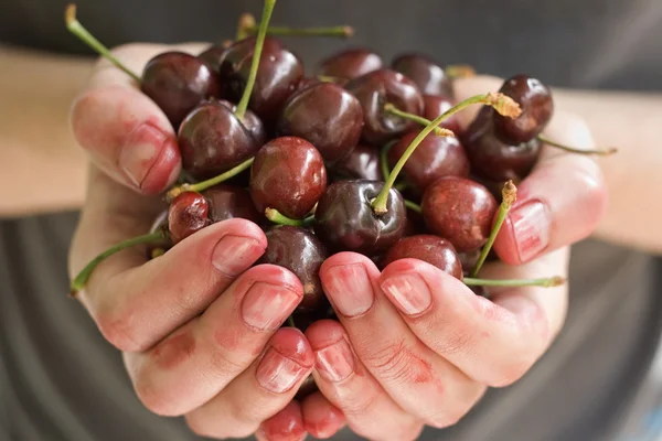 Mãos cheias de cereja madura fresca — Fotografia de Stock