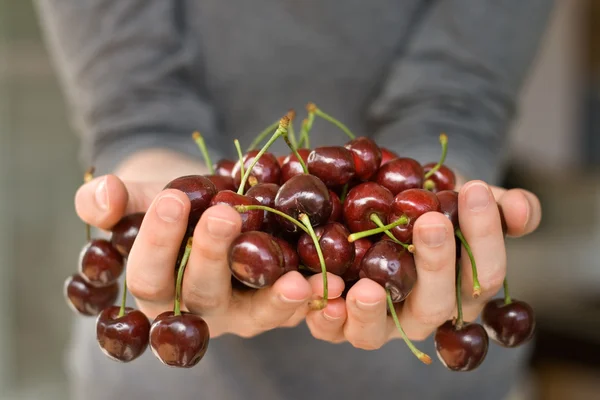Hands full of cherry — Stock Photo, Image