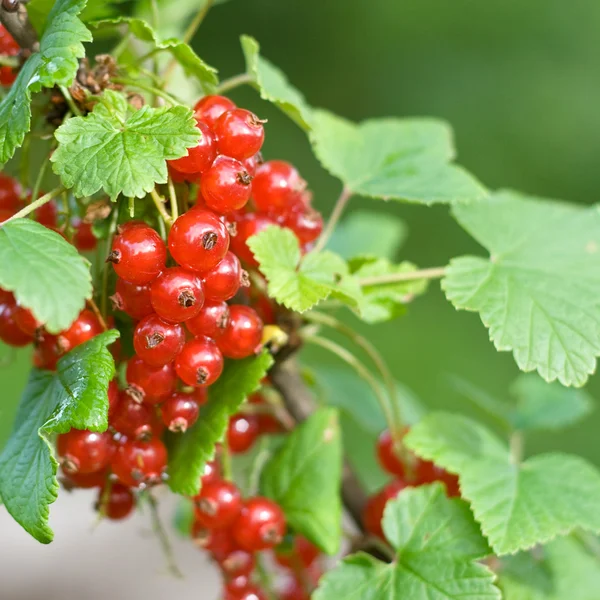 stock image Red currant bush