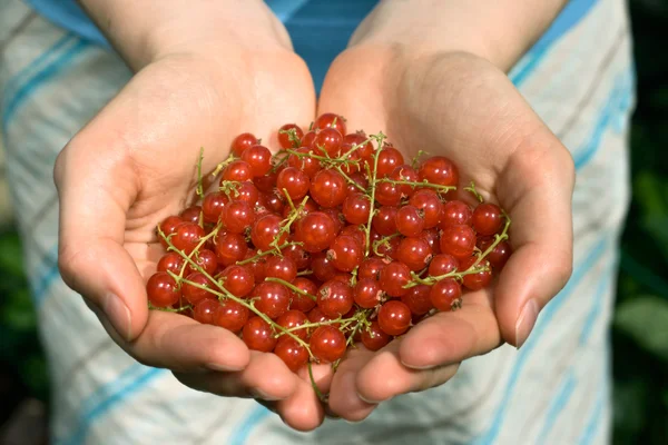 Hands full of red currant berries — Stock Photo, Image