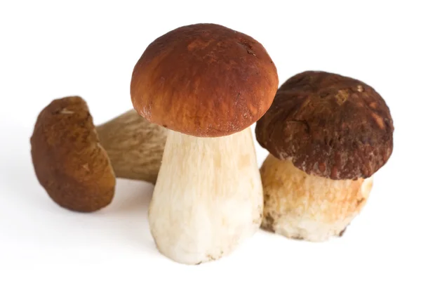 Gruppo di funghi forestali — Foto Stock