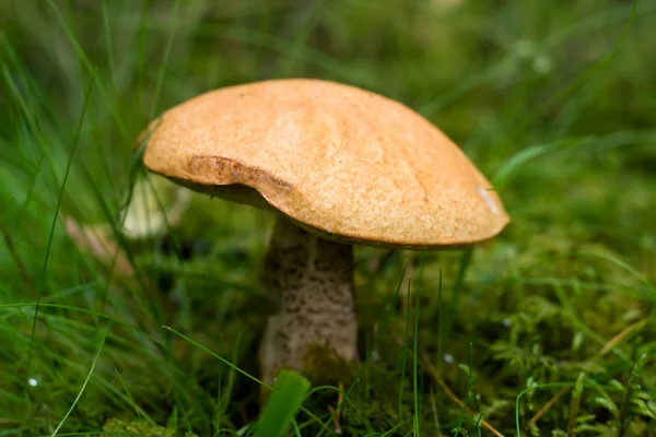 Porcini paddenstoel groeit in bos — Stockfoto